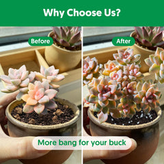The Next Gardener professional potting mix supports healthy root development for succulents.