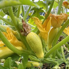 The Old Farmer's Almanac open-pollinated seeds promote sturdy, bushy plants and steady fruit.