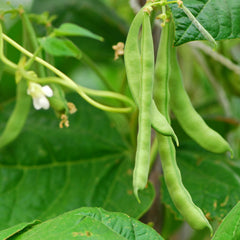 The Old Farmer's Almanac organic non-GMO seeds label for eco-friendly gardening