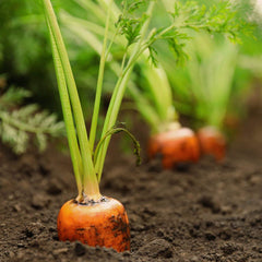 The Old Farmer's Almanac guidelines help grow garden-ready carrots