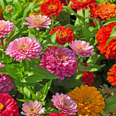 The Old Farmer's Almanac zinnia-dahlia-mix colorful blooms brighten planters and beds.