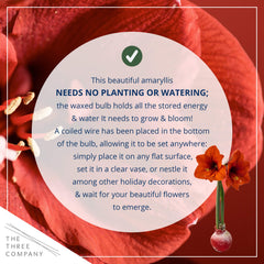 The Three Company waxed amaryllis red bloom in sunlit room for festive ambiance.