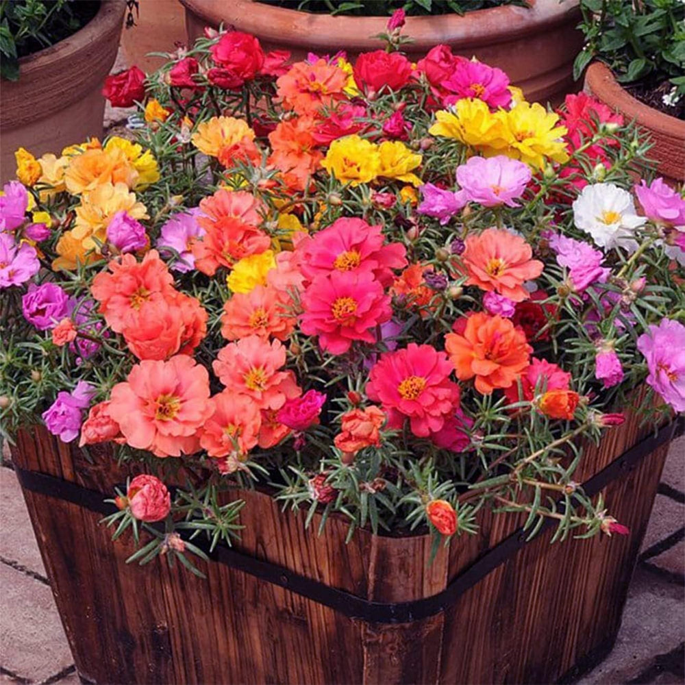 The Lucky Stars Moss Rose seeds packet showing vibrant color options for sunny borders.