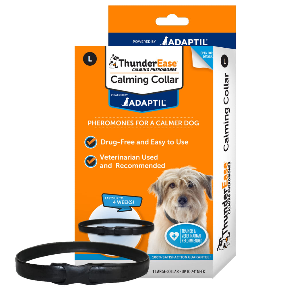ThunderEase collar on dog, ready for calmer reactions to thunder and travel.