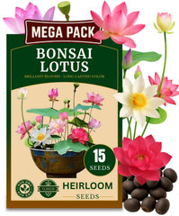 TLSSCO 15 lotus seeds packaging in USA, easy gifting for home gardens