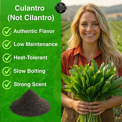 TLSSCO Culantro harvest-ready leaves for flavorful cooking.
