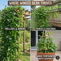 TLSSCO winged bean plants in garden showcasing tropical climbing habit.