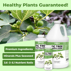 TPS NUTRIENTS Fig Tree Fertilizer pour demonstrates feeding during active growth for better fruit development.