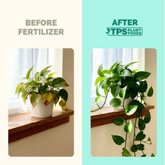 TPS NUTRIENTS Indoor Plant Food poured into watering can for simple feeding