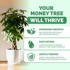 TPS Nutrients Money Tree fertilizer pour action enabling easy home feeding.