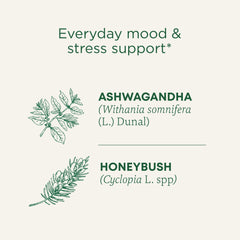 Traditional Medicinals Ashwagandha-Honeybush tea cup reveals floral, mildly sweet flavors.