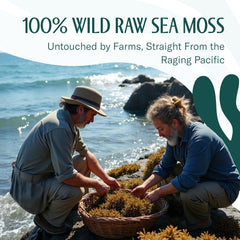 TrueSeaMoss gel-ready strands ready to blend with water