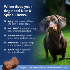 Under the Weather dachshund-on-floor image illustrates long-backed breed use for mobility