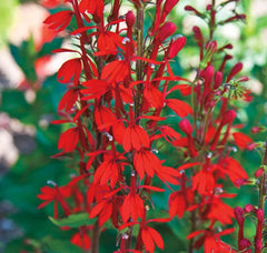 USBRANDSEED seedling-in-garden demonstrates easy planting in sunny or partial shade beds.