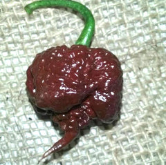 USBRANDSEED Chocolate Carolina Reaper seeds label back view, perfect for selecting heat and flavor