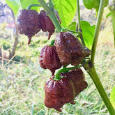 USBRANDSEED Chocolate Carolina Reaper seeds pack front view, ideal for starting a bold home garden