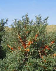 USBRANDSEED sea buckthorn fruit ready for jams, juice, and more.