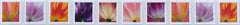 USPS Tulip Blossom Forever stamp 10-count strip for reliable first-class mail
