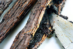Vanilla Bean Kings Madagascar vanilla beans in pod, signaling authentic flavor base.