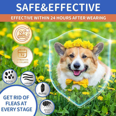 VICSOM waterproof dog collar shown in rain, ready for daily outdoor use.