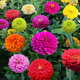 VISTATU 1000+ Crazy Blend Zinnia seeds in tear-resistant packaging ready for planting
