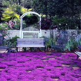 VISTATU creeping-thyme seeds close-up for even ground cover and easy spreading