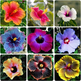 VISTATU giant hibiscus seeds pack ready for sunlit gardens with tropical potential.