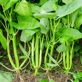 Vistatu Kong Xin Cai seeds pack shot highlights non-GMO gardening option.