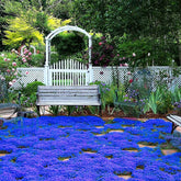 VISTATU Magic Blue Creeping Thyme seeds packaging for easy garden sowing.