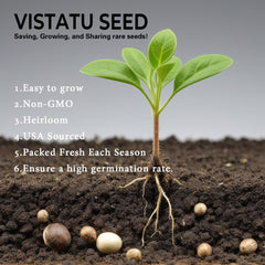 VISTATU Portulaca Grandiflora germination within 10-14 days for quick color