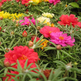 VISTATU Portulaca Grandiflora seeds in mixed colors ready for planting in rock garden