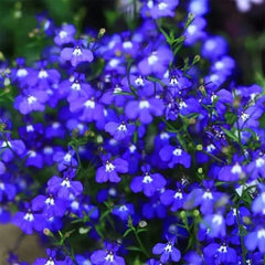 VISTATU Tiny thyme seeds suitable for indoor germination or direct sow.