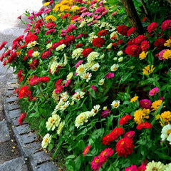 VISTATU zinnia flowers showcase pink yellow red white and lavender colors