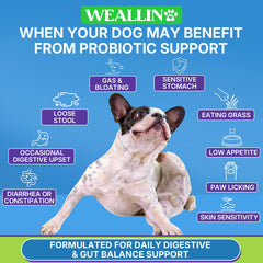 WEALLIN probiotics for dogs close-up chews – soft texture for easy administration