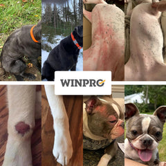 WINPRO Allergy Chews ingredients label featuring pineapple stem and quercetin for skin support