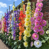 Wivolibe hollyhock seeds with multicolor blooms, ideal for borders and cutting gardens.