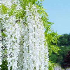 Wivolibe jasmine bloom close-up showing fragrant white flowers.