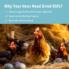 WormsFarm no-preservatives dried BSF larvae for poultry