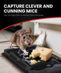 WowCatch prebaited glue traps ready for quick kitchen monitoring