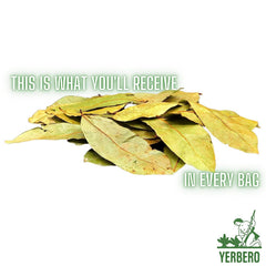 Yerbero Graviola leaves close-up – natural texture and color.
