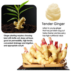 YUHO crisp ginger bites provide mild heat with balanced sweetness.