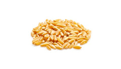 Yupik Kamut grains sprouting in a jar showcasing sprouting versatility