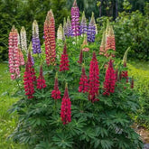 ZEshops lupine seeds collection 100 for vibrant border planting.