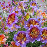 ZEshops 100pcs Rare Chilean Morning Glory seeds with mixed colors for vibrant blooms in gardens