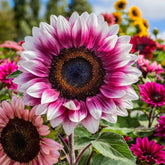 ZEshops 50pcs Rare Strawberry Pink Sunflower Seeds packet for a vibrant, unique garden