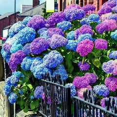 ZEshops Hydrangea seeds are ready for germination and garden beauty.