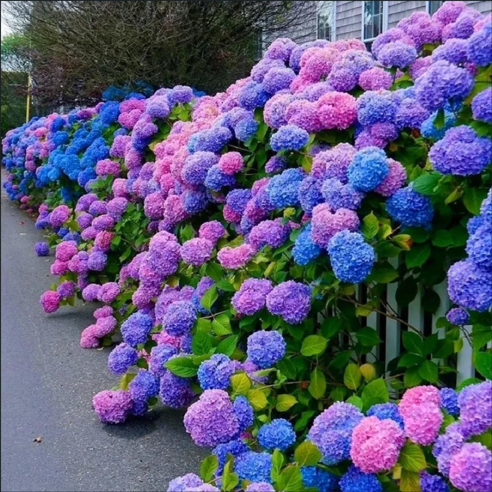 ZEshops Hydrangea seeds mix of blue, pink and purple for vibrant garden color.