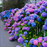 ZEshops Hydrangea seeds mix of blue, pink and purple for vibrant garden color.