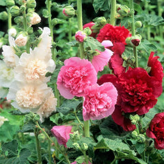ZEshops Radiant Rose offer a long May–October bloom season in sun or partial shade.