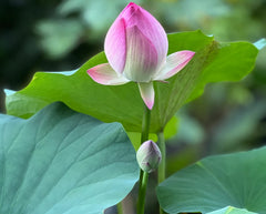 ZEshops lotus seeds red bloom close-up to enhance outdoor ponds.